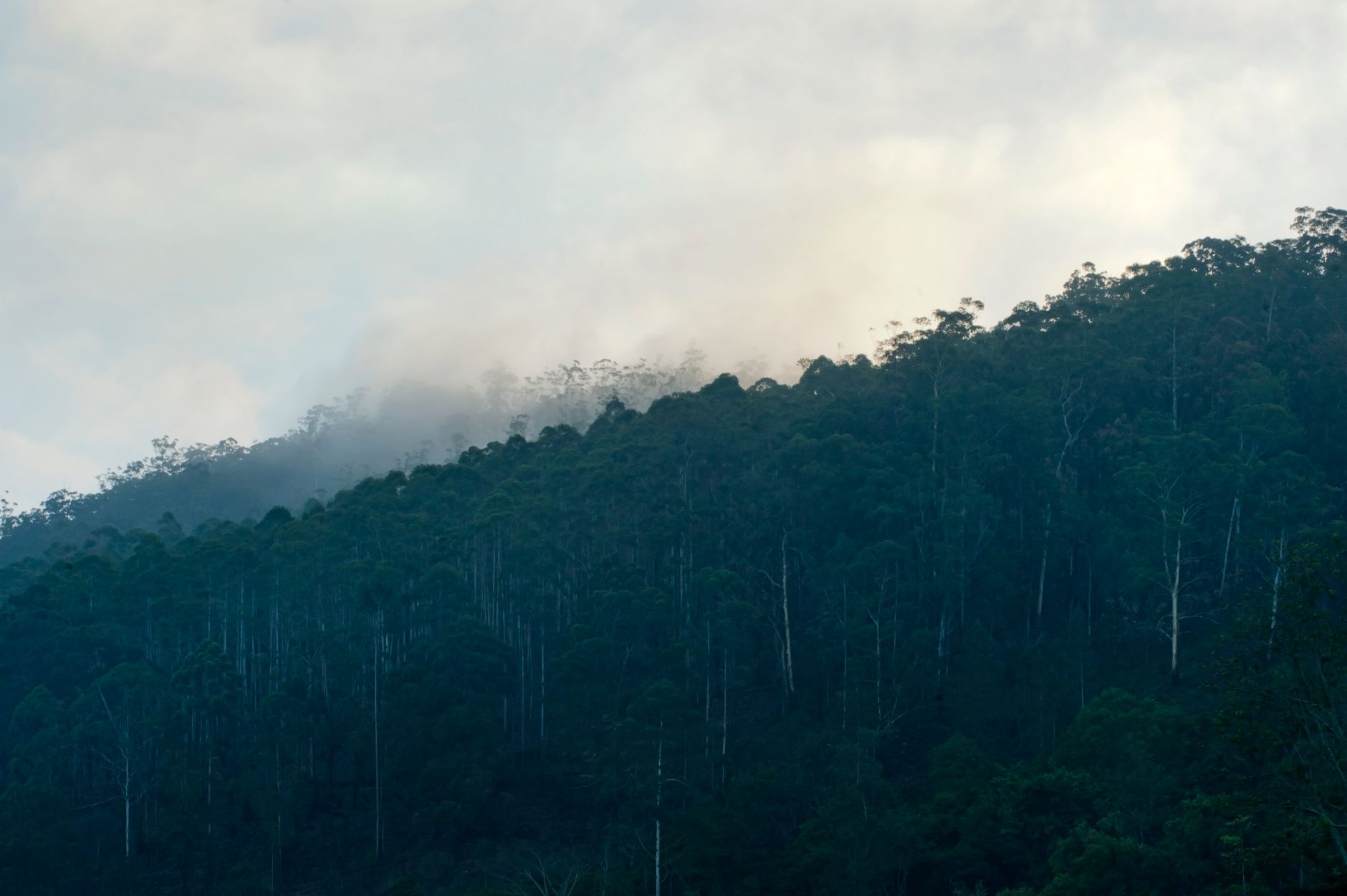 Is Nuwara Eliya worth visiting? An honest take