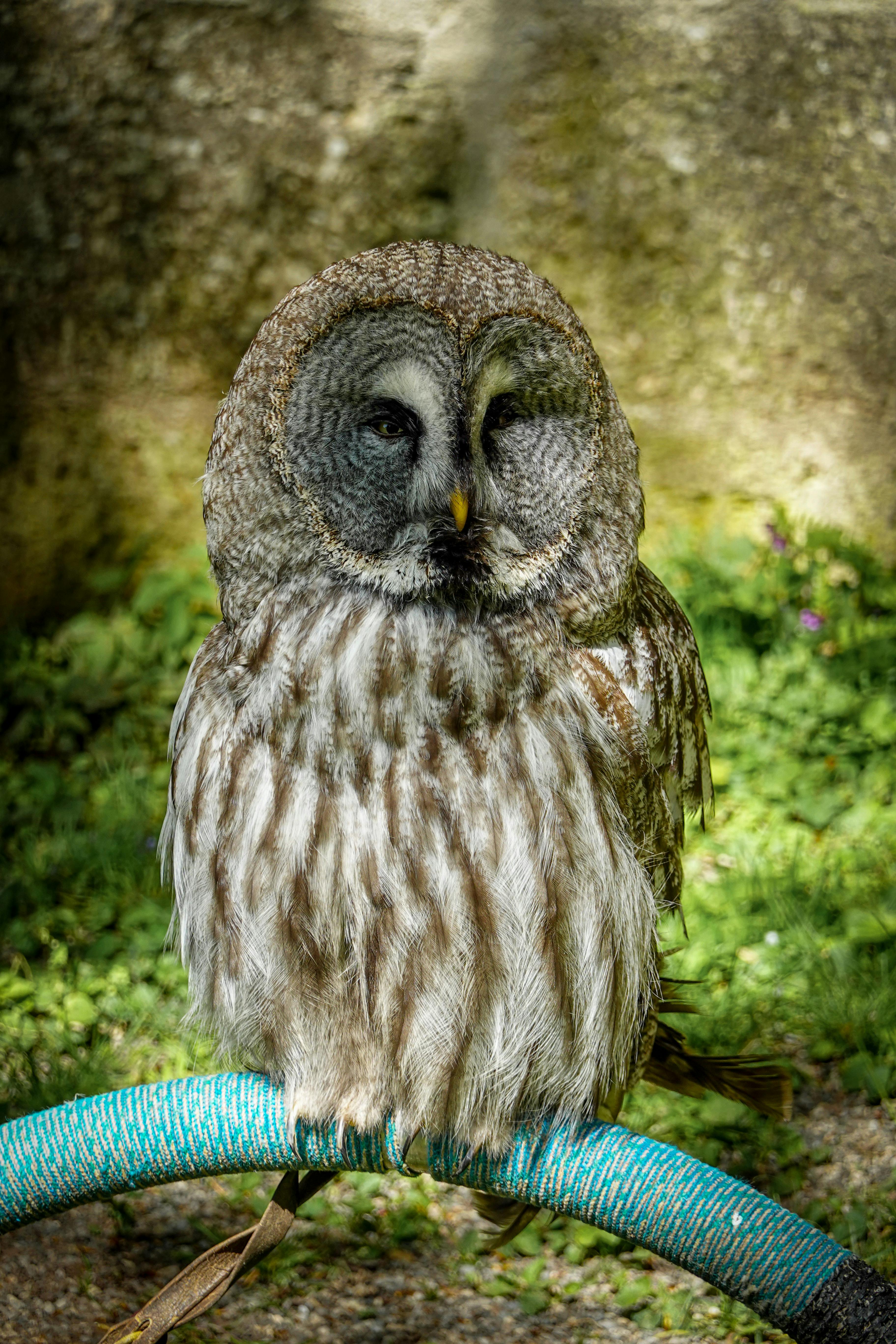 A majestic Great Grey Owl (Strix nebulosa) perched in a sunny outdoor setting.