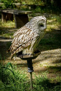 Close-up of a brown owl perching outdoors in a bird sanctuary during daylight.