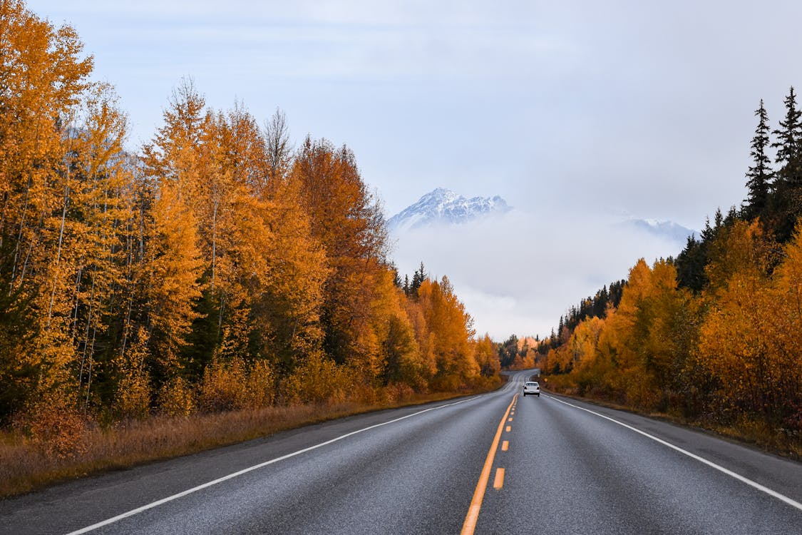 Free Road Between Autumn Trees Stock Photo