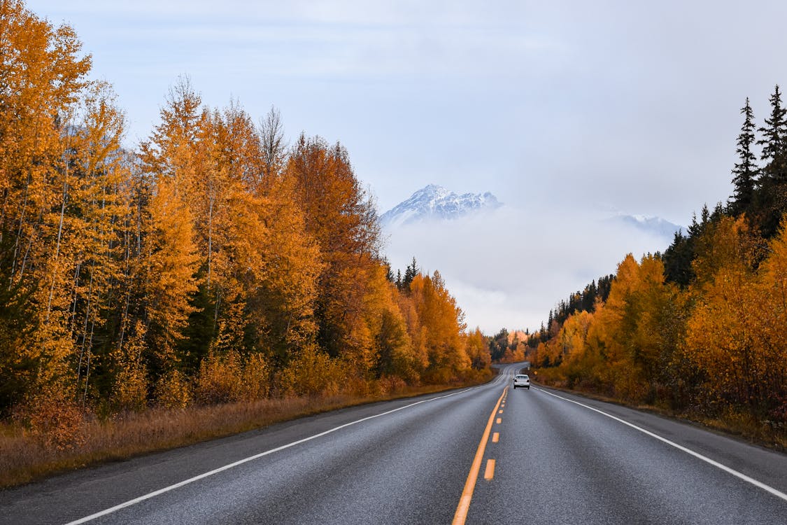 Road Between Autumn Trees