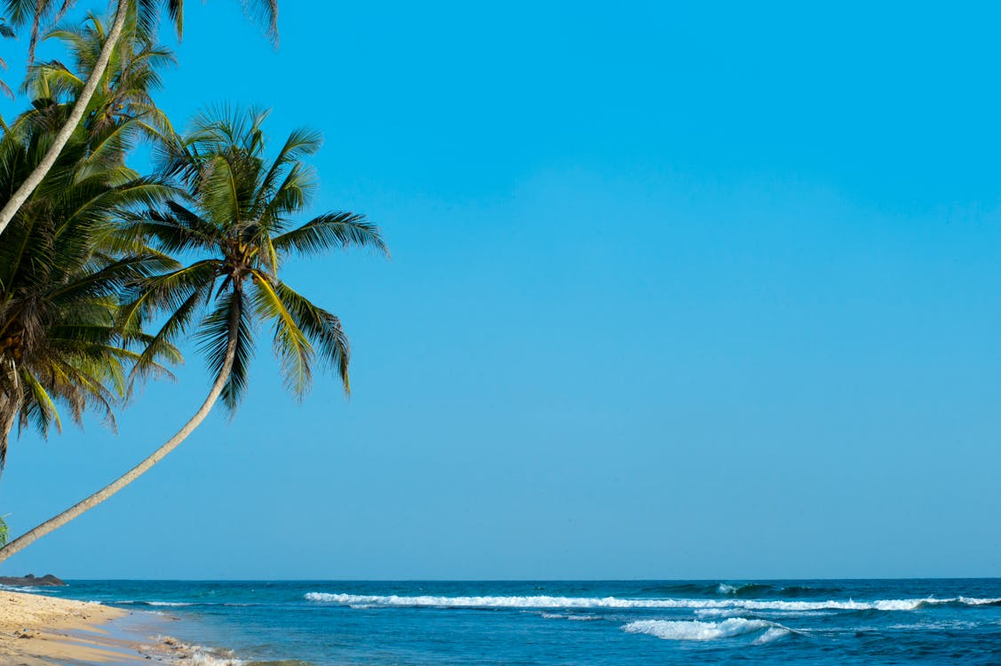 бесплатная Пальма с видом на море Стоковое фото