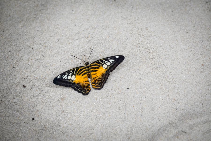 Butterfly Beach photo 4