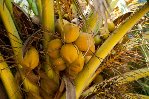 Free Green Coconuts Stock Photo