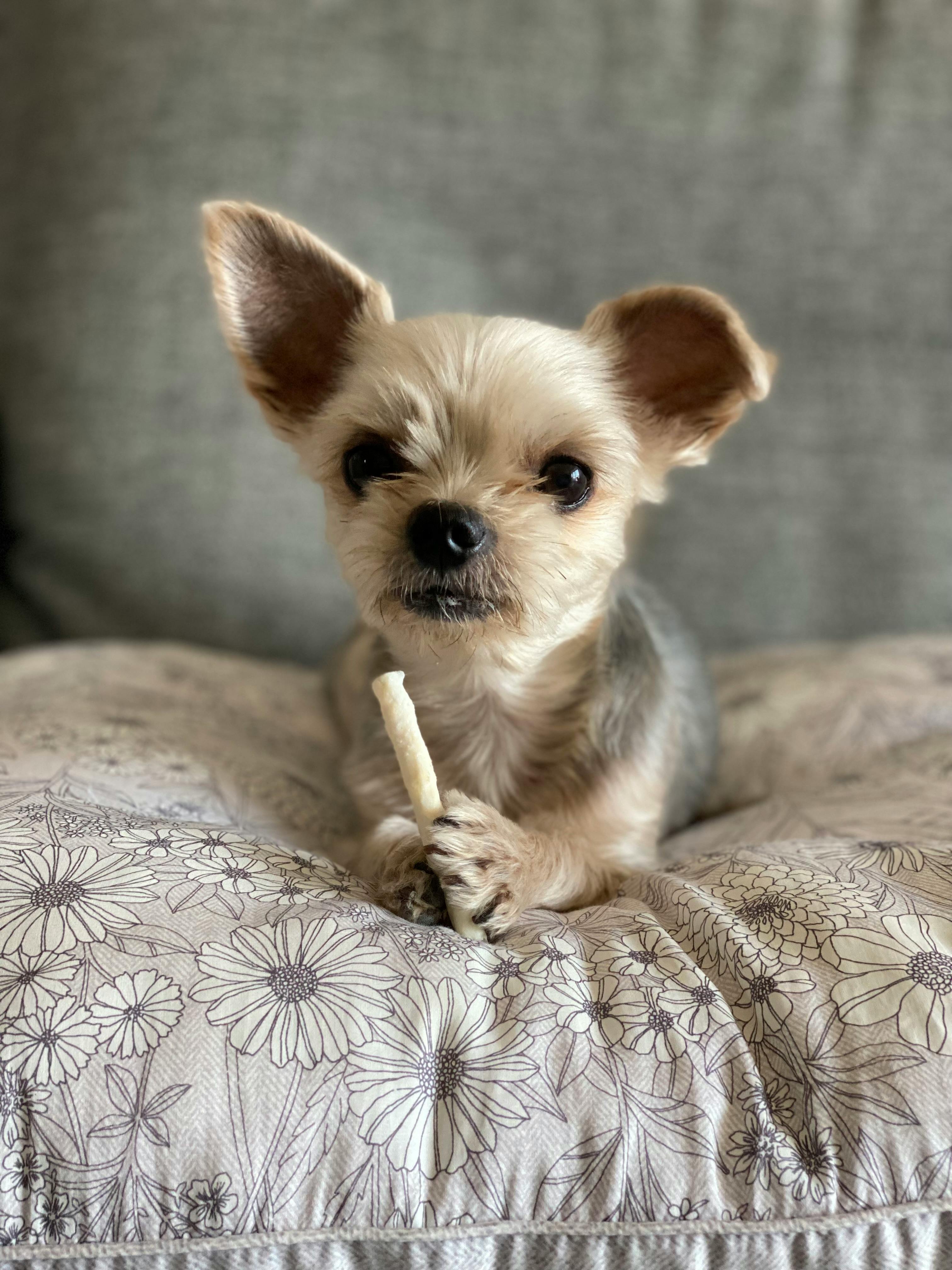 Adorable Yorkshire Terrier puppy lying on a floral cushion holding a treat indoors.