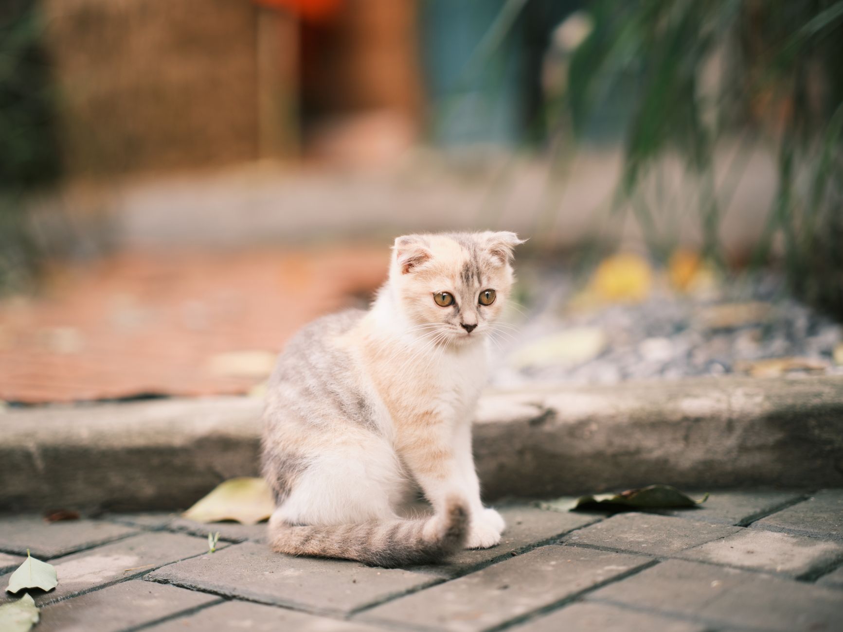 Portrait of a cat at a veterinary clinic