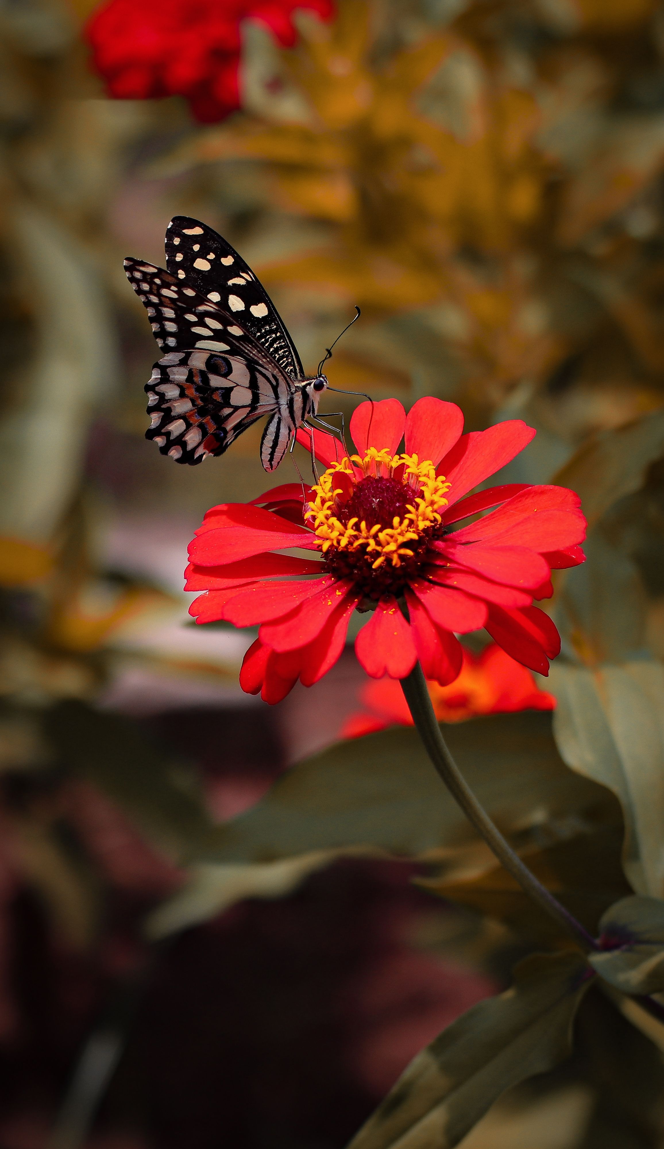 Brown Butterfly on Purple Flower · Free Stock Photo