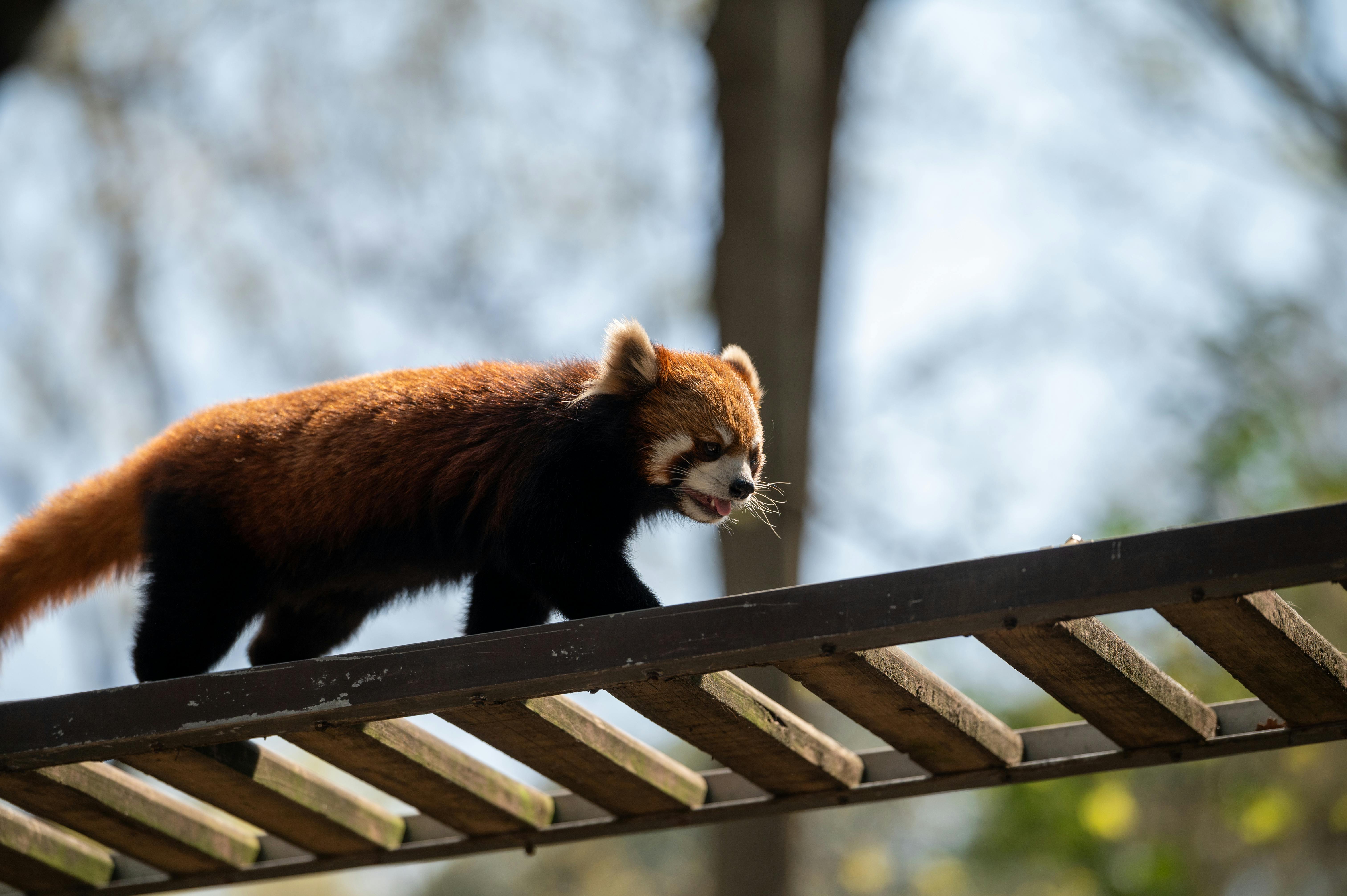  Install Firefox via apt (Bukan snap) di Ubuntu 22.04