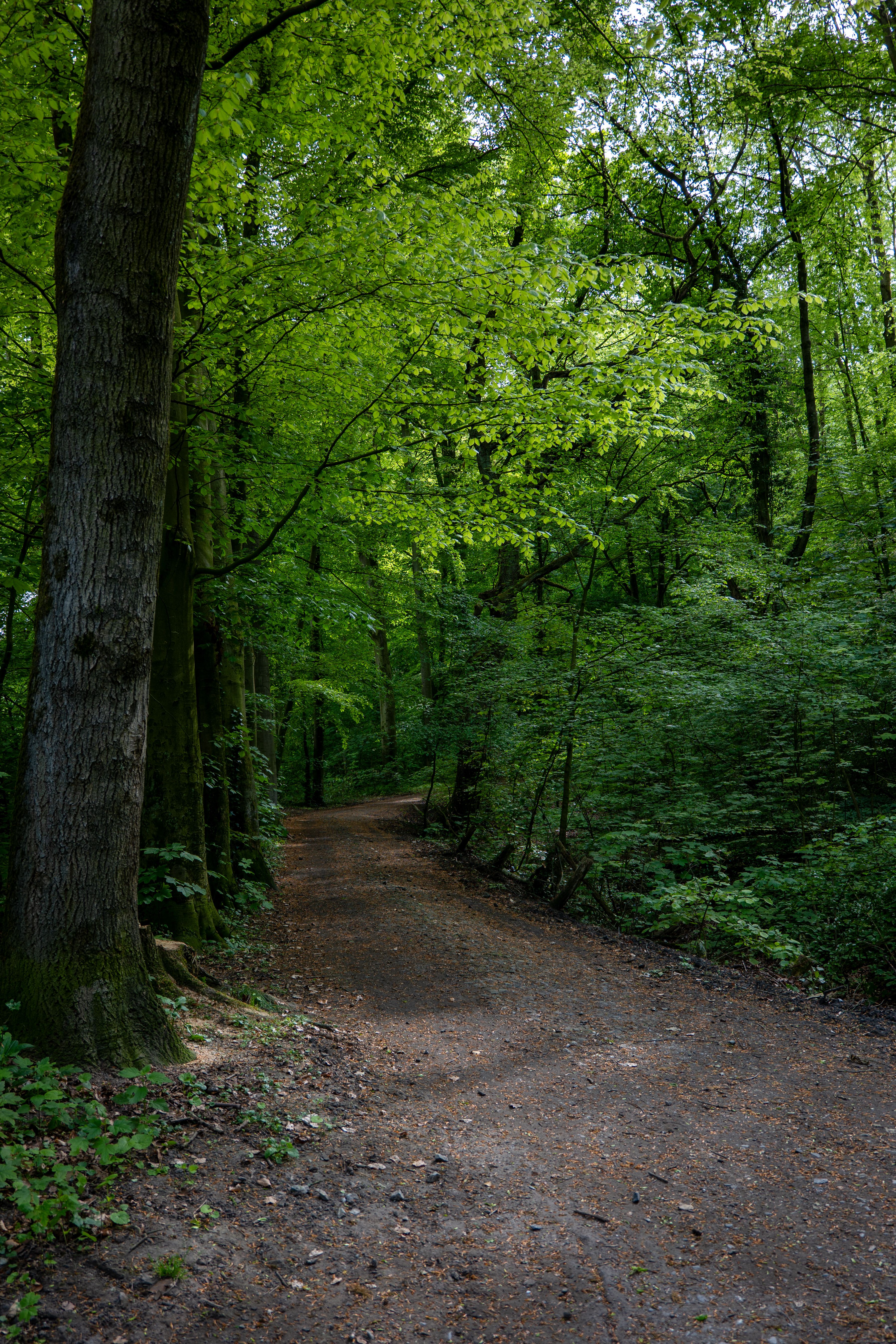 Icey Path Photos, Download The BEST Free Icey Path Stock Photos & HD Images