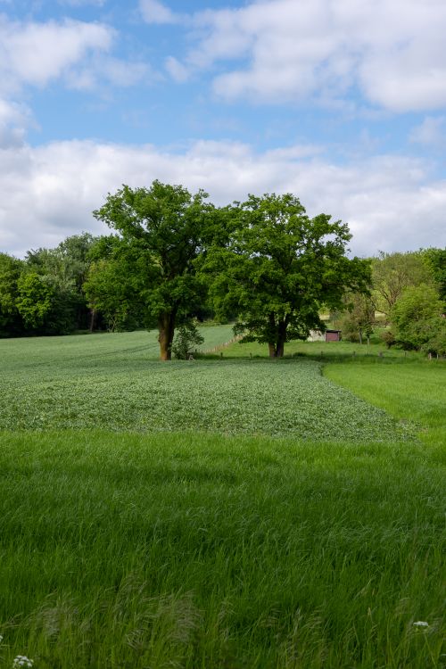 Free A serene countryside landscape featuring two lush trees in a verdant field under a blue sky. Stock Photo