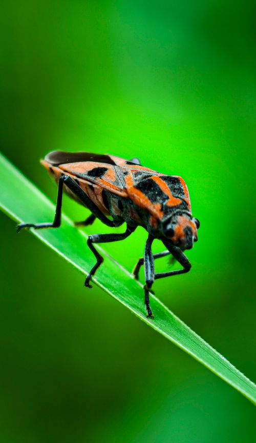 Free Close-up of a vibrant insect perched on a green leaf, showcasing its intricate patterns and colors. Stock Photo