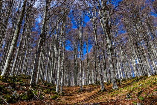 foresta