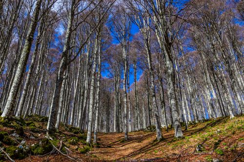 Free A tranquil pathway through a forest of tall, leafless trees on a bright day. Stock Photo