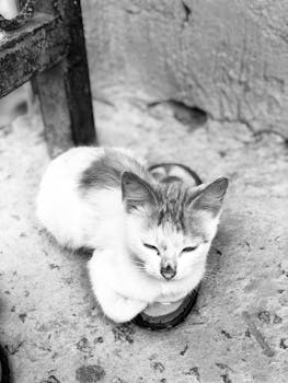 Monochrome image of a relaxed cat resting on a slipper on a concrete floor.