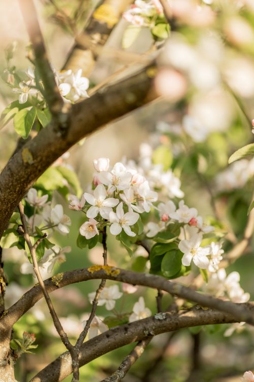 Free Close-up of white and pink apple blossoms on a tree branch in spring. Stock Photo