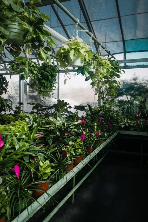 Free Vibrant greenhouse filled with tropical plants and hanging greenery. Stock Photo