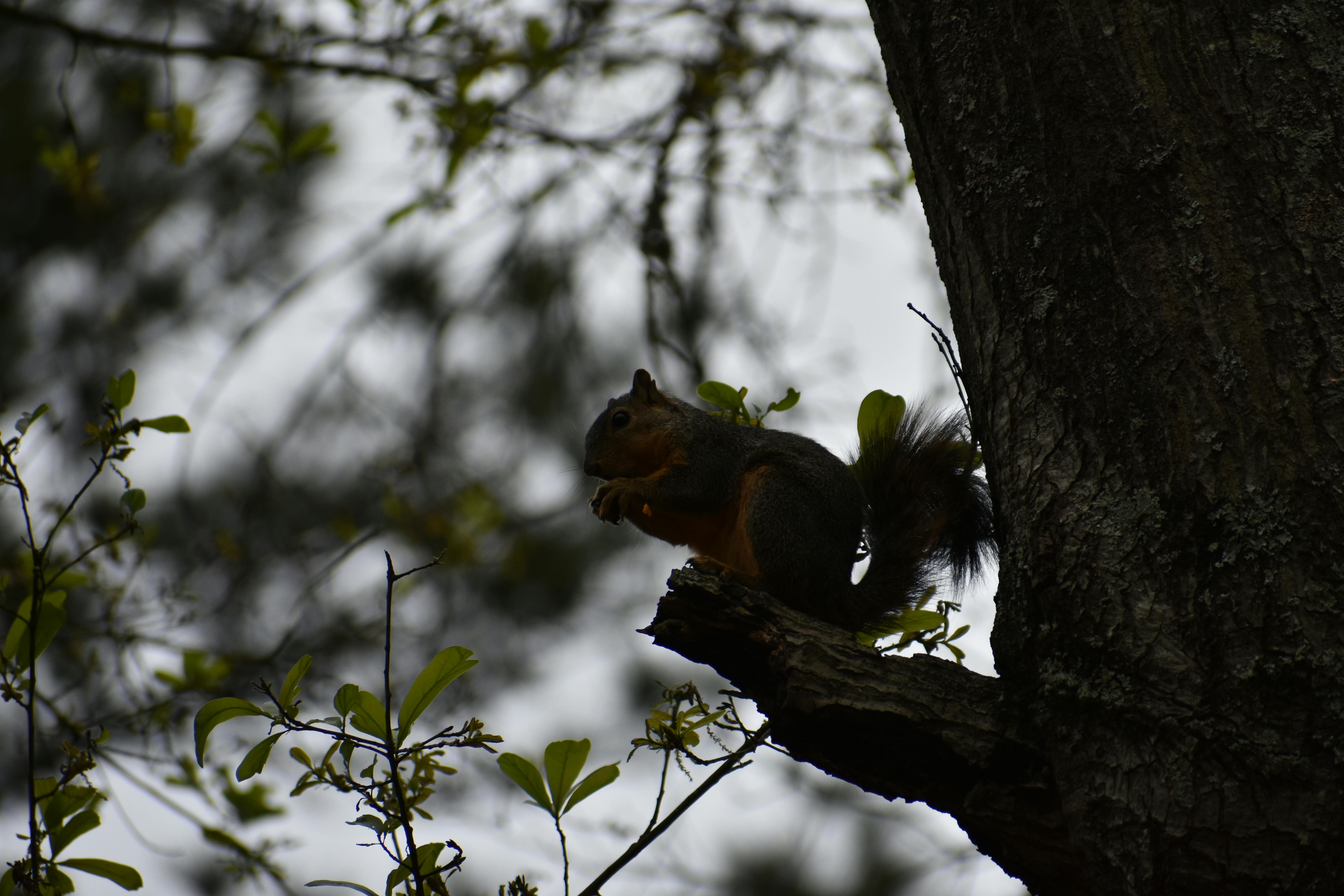 Free stock photo of blue jay