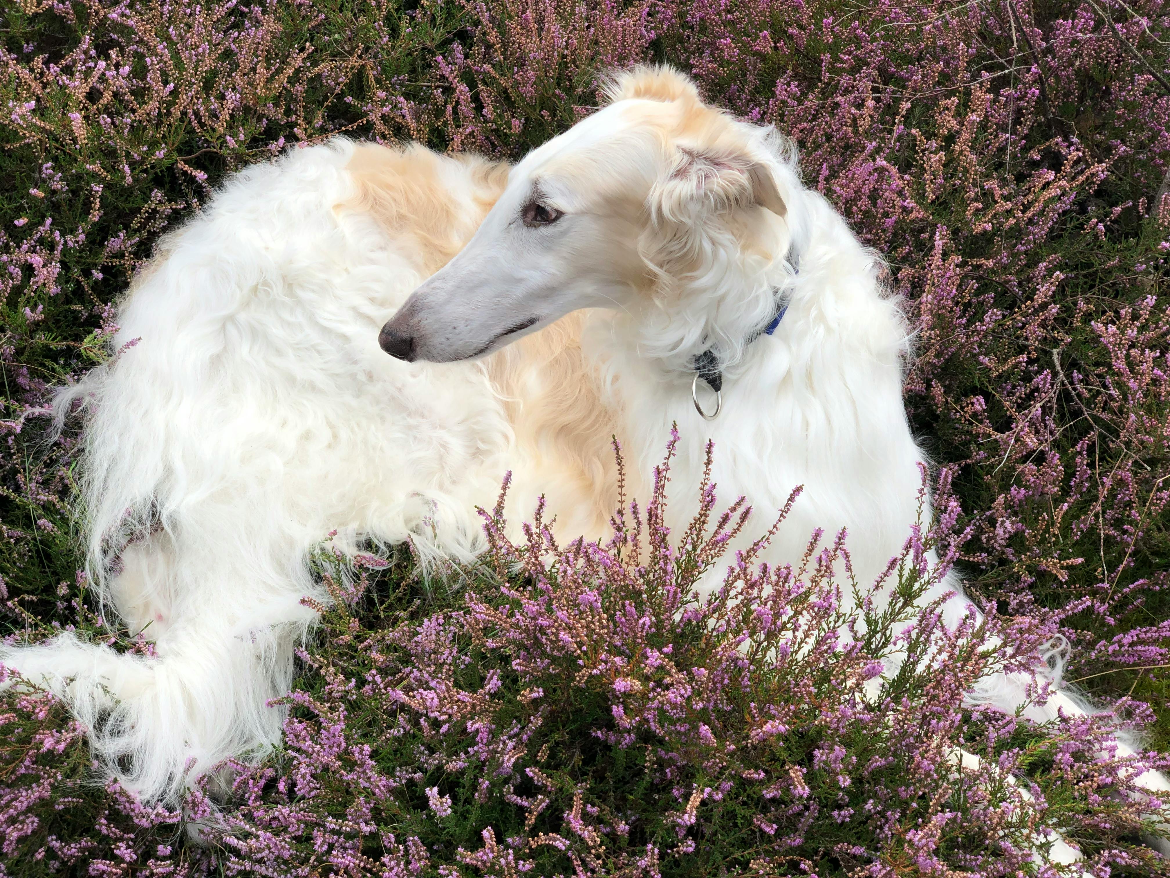 A tranquil image of a Borzoi dog relaxing among blooming heather flowers, highlighting serenity and elegance.