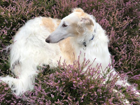 A tranquil image of a Borzoi dog relaxing among blooming heather flowers, highlighting serenity and elegance.