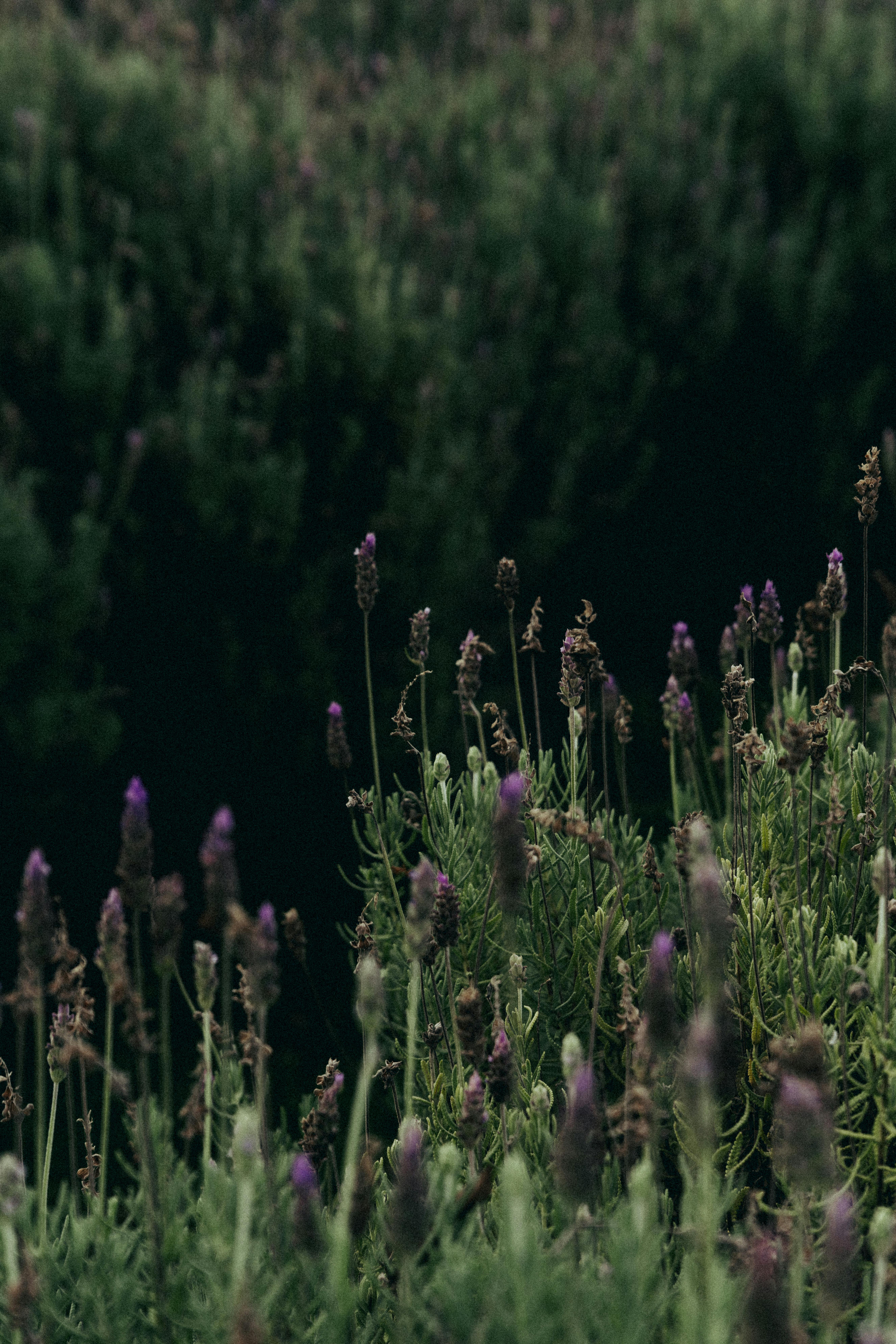 Peaceful view of a lavender field in Maringá, Brazil, showcasing the plant's natural beauty.