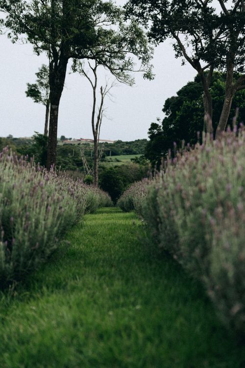 Free Serene lavender fields in Apucarana, Brazil, showcasing natural beauty. Stock Photo