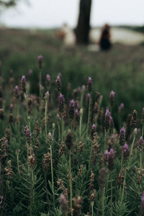 Free Close-up of lavender blossoms in a field with blurred people in the background, creating a serene aesthetic. Stock Photo