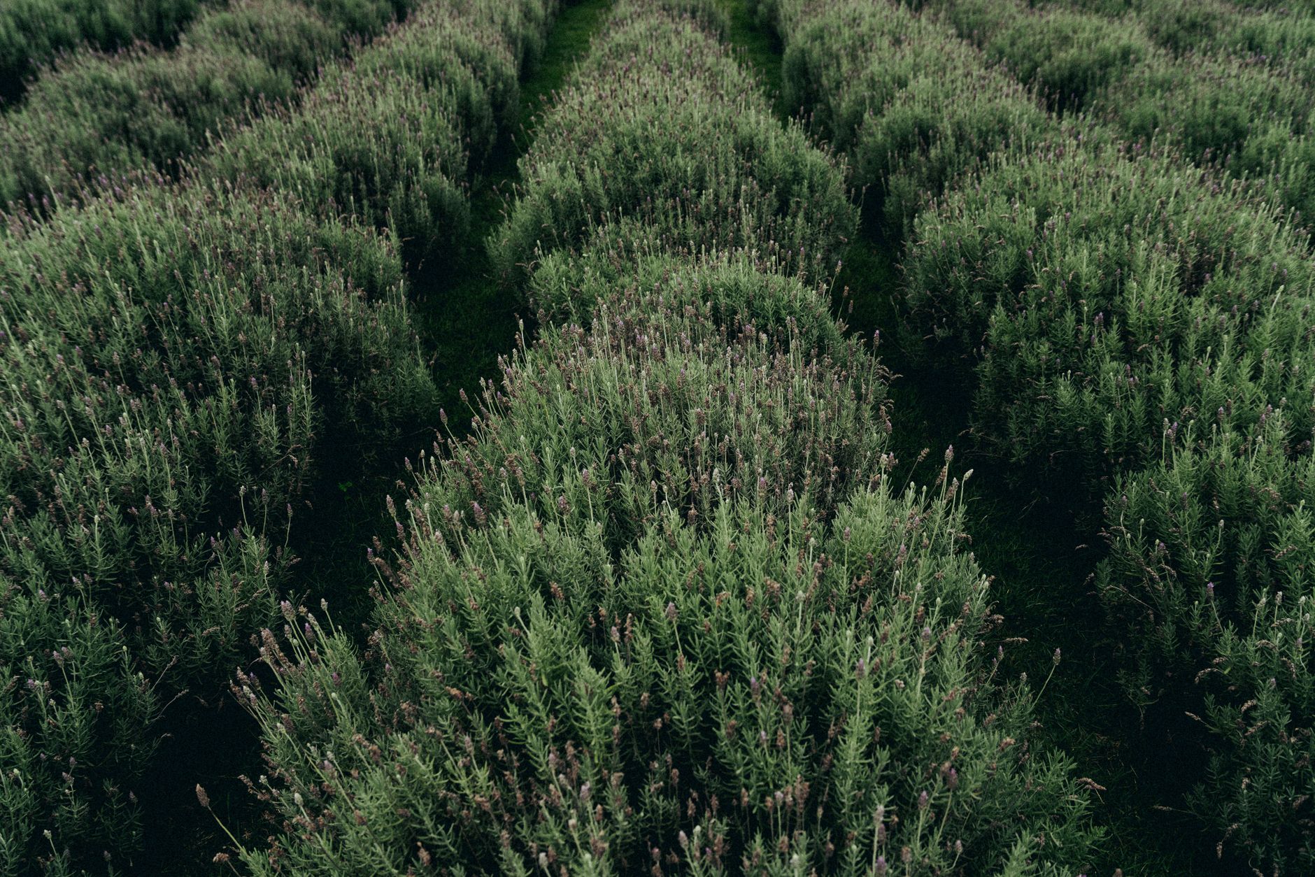 Lavanda