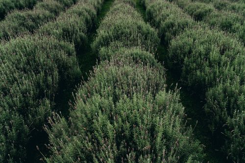 Free A vibrant aerial view of a serene lavender field, showcasing rows of lush lavender plants. Stock Photo