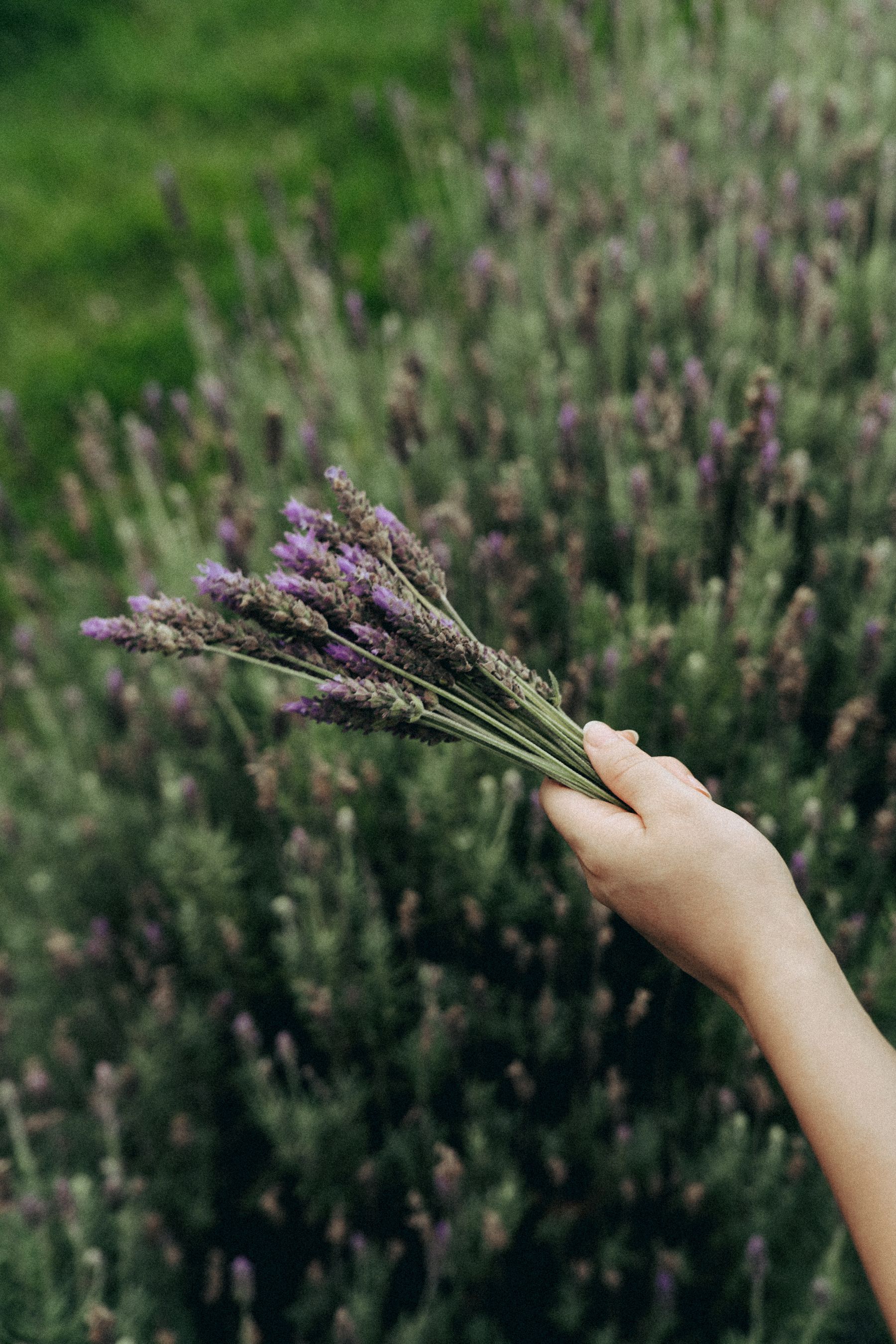 Save Healthy Cuttings for Propagation — lavender pruning and care