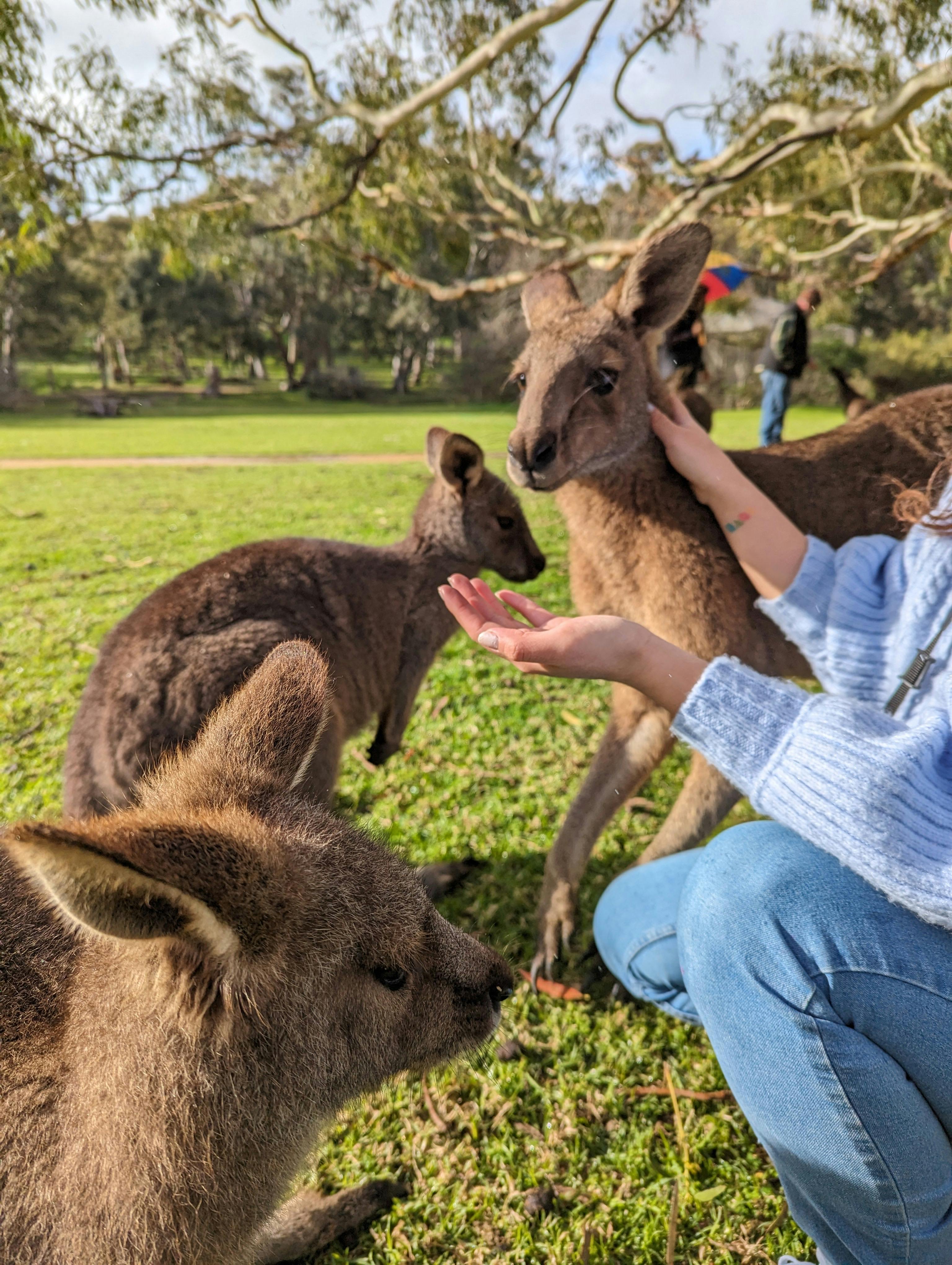 Paradise Country Farmstay