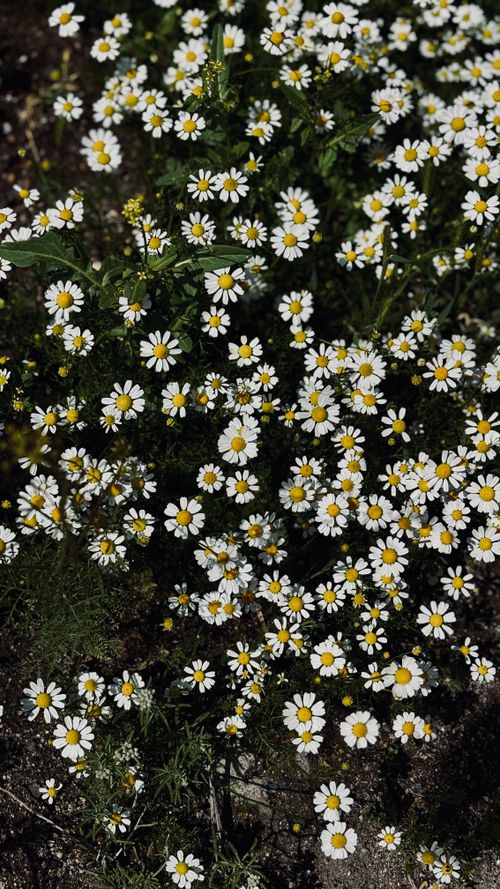 Free A lush field filled with vibrant white daisies in full bloom on a sunny day. Stock Photo