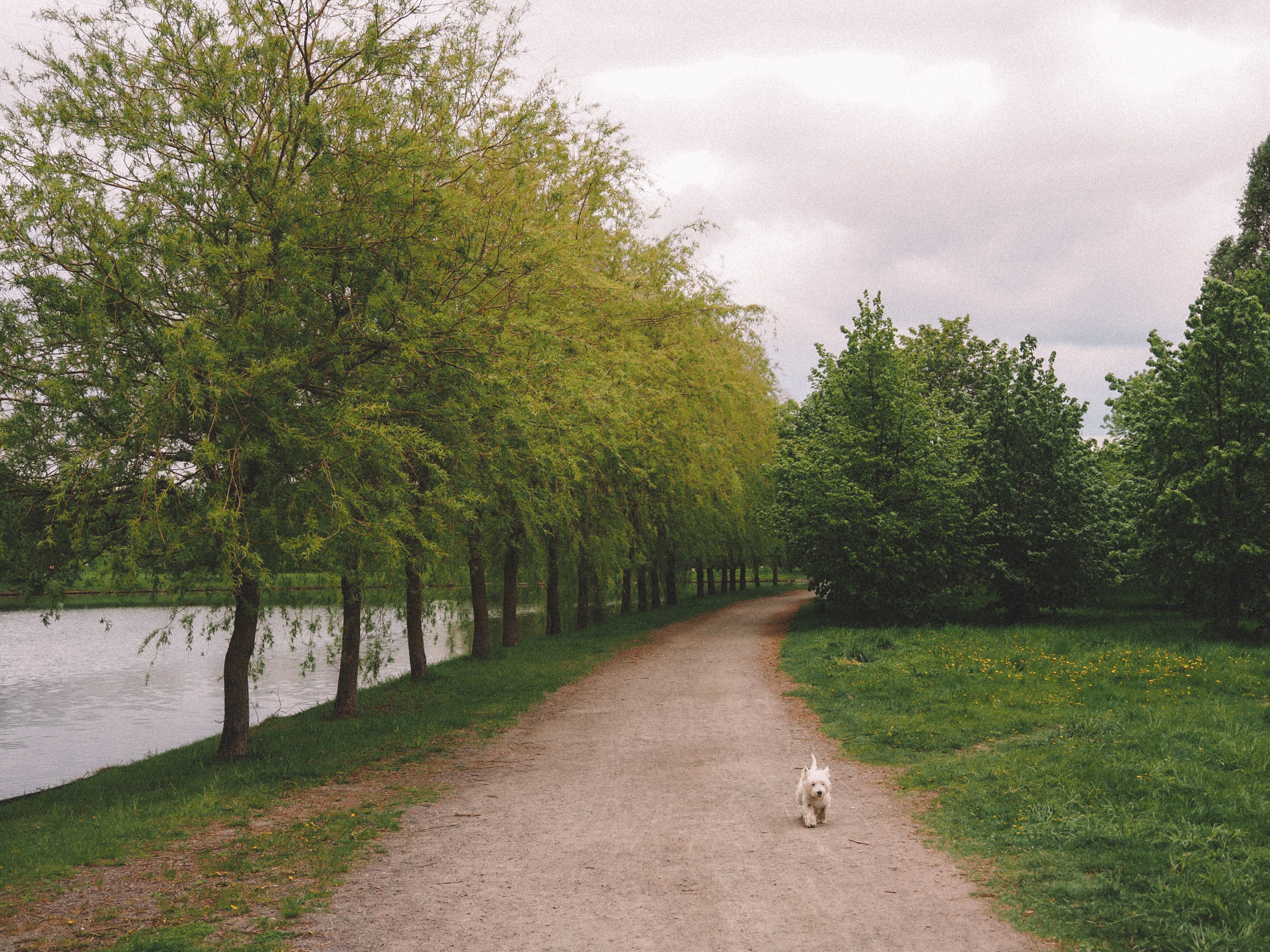 Tree-lined park path for a calm dog walk