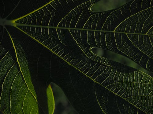 무료 녹색 잎의 근접 촬영 사진 스톡 사진
