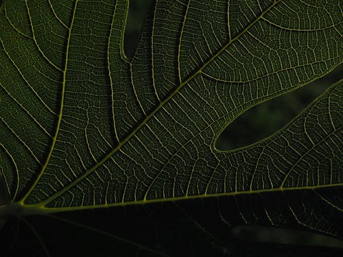 Free Close-up Photo of Green Leaf Stock Photo