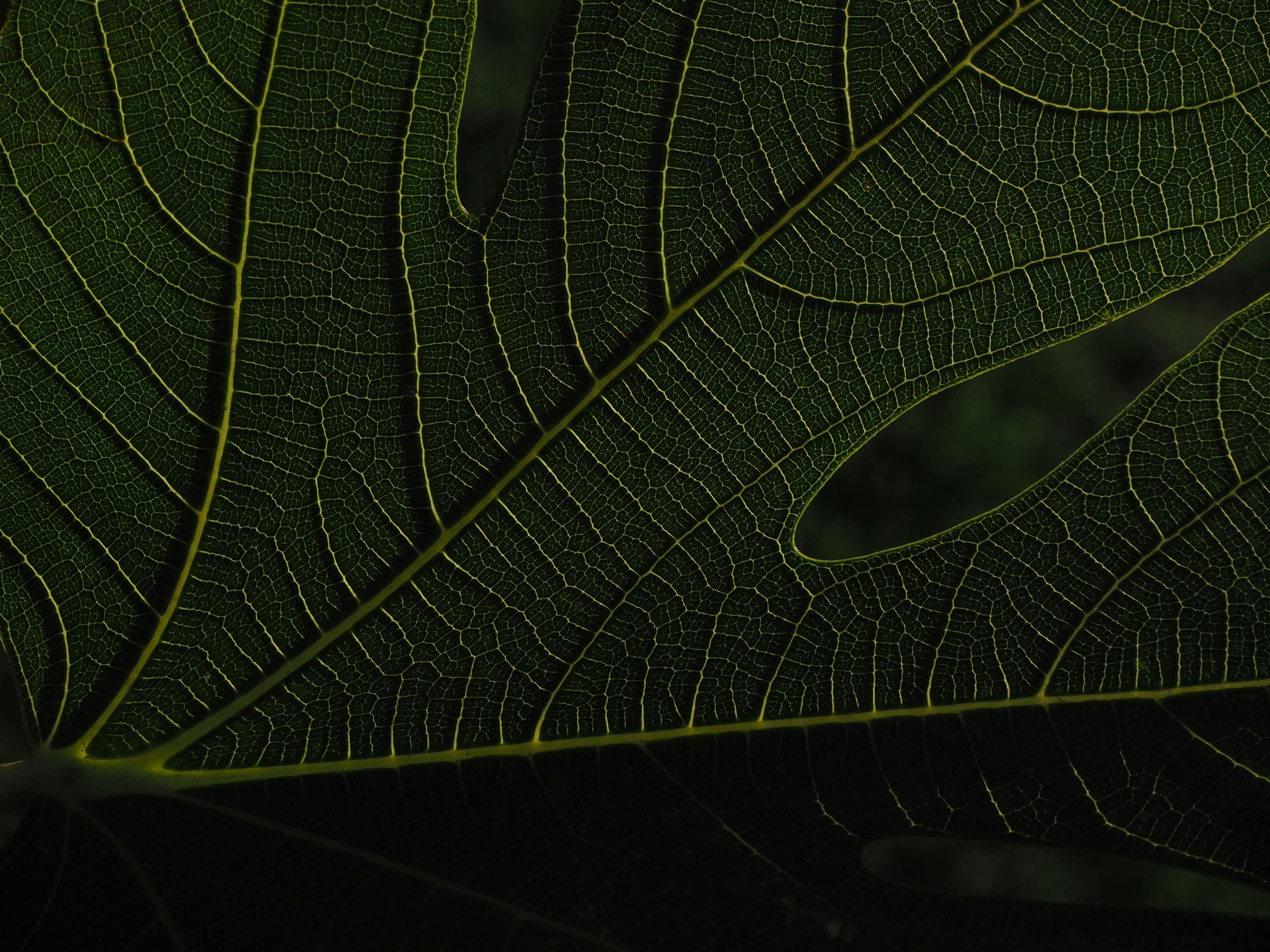 Green Flat Oblong Leaf Plant on Close Up Photography · Free Stock Photo