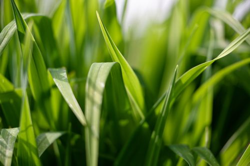 Free Close-up of lush green grass blades basking in sunlight, showcasing nature's vibrant textures. Stock Photo