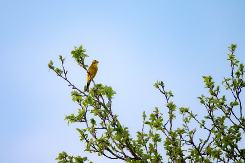 Free A vibrant yellow bird sits on a blossoming branch with a clear blue sky backdrop, symbolizing spring. Stock Photo