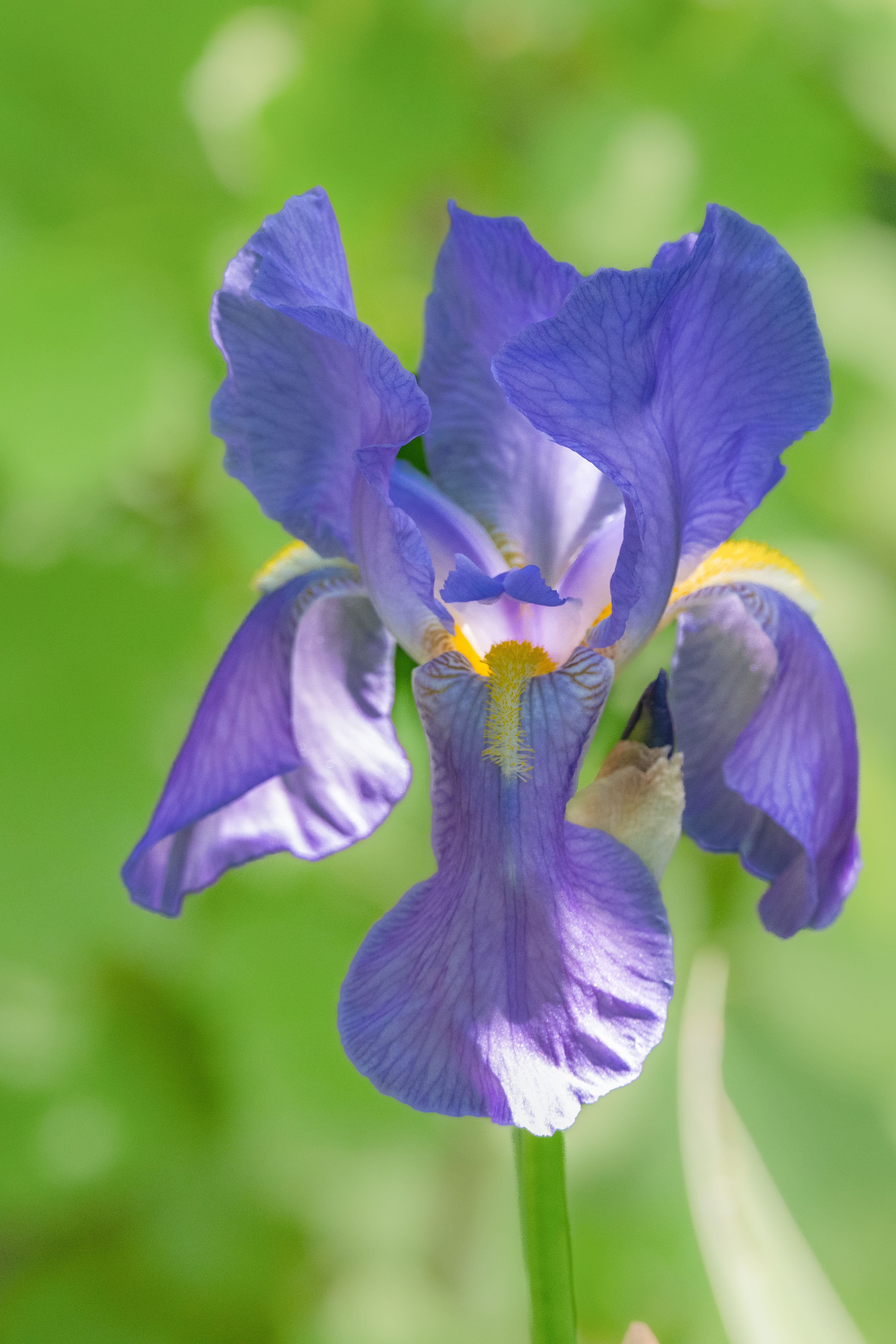 Close-Up of Vibrant Purple Iris Flower in Bloom · Free Stock Photo