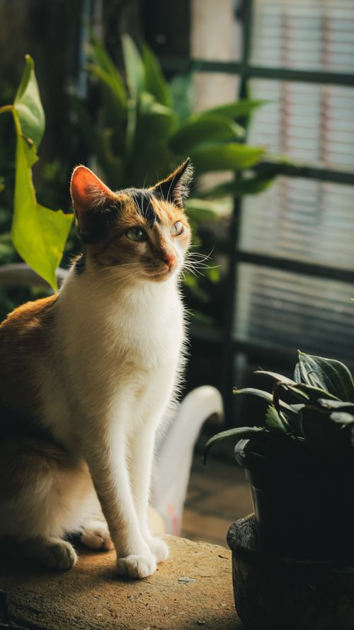 Free A beautiful calico cat enjoying sunlight in an MG, Brazil garden. Perfect for cat lovers. Stock Photo
