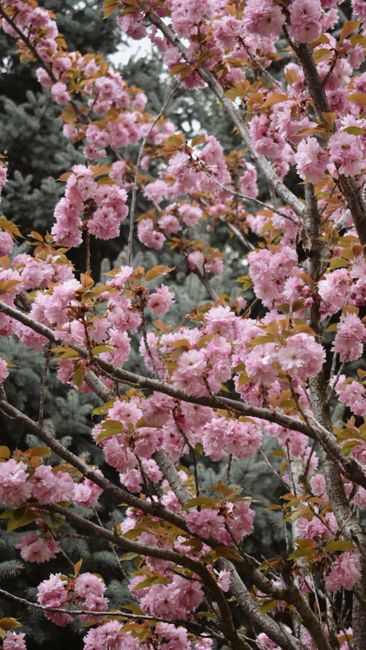 Liburan Musim Semi dan Festival Bunga Sakura Liburan Musim Semi dan Festival Bunga Sakura