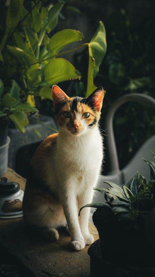 Free A beautiful calico cat sitting amidst lush indoor plants, bathed in soft light. Stock Photo
