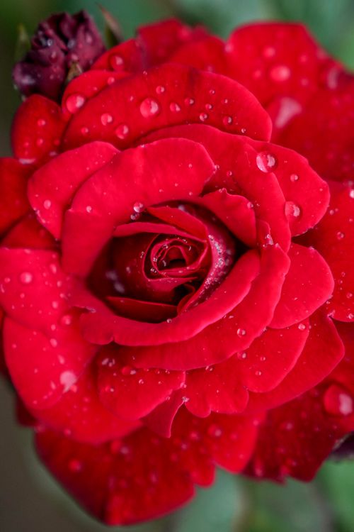 Free Close-up of a vibrant red rose with water droplets, capturing nature's beauty. Stock Photo