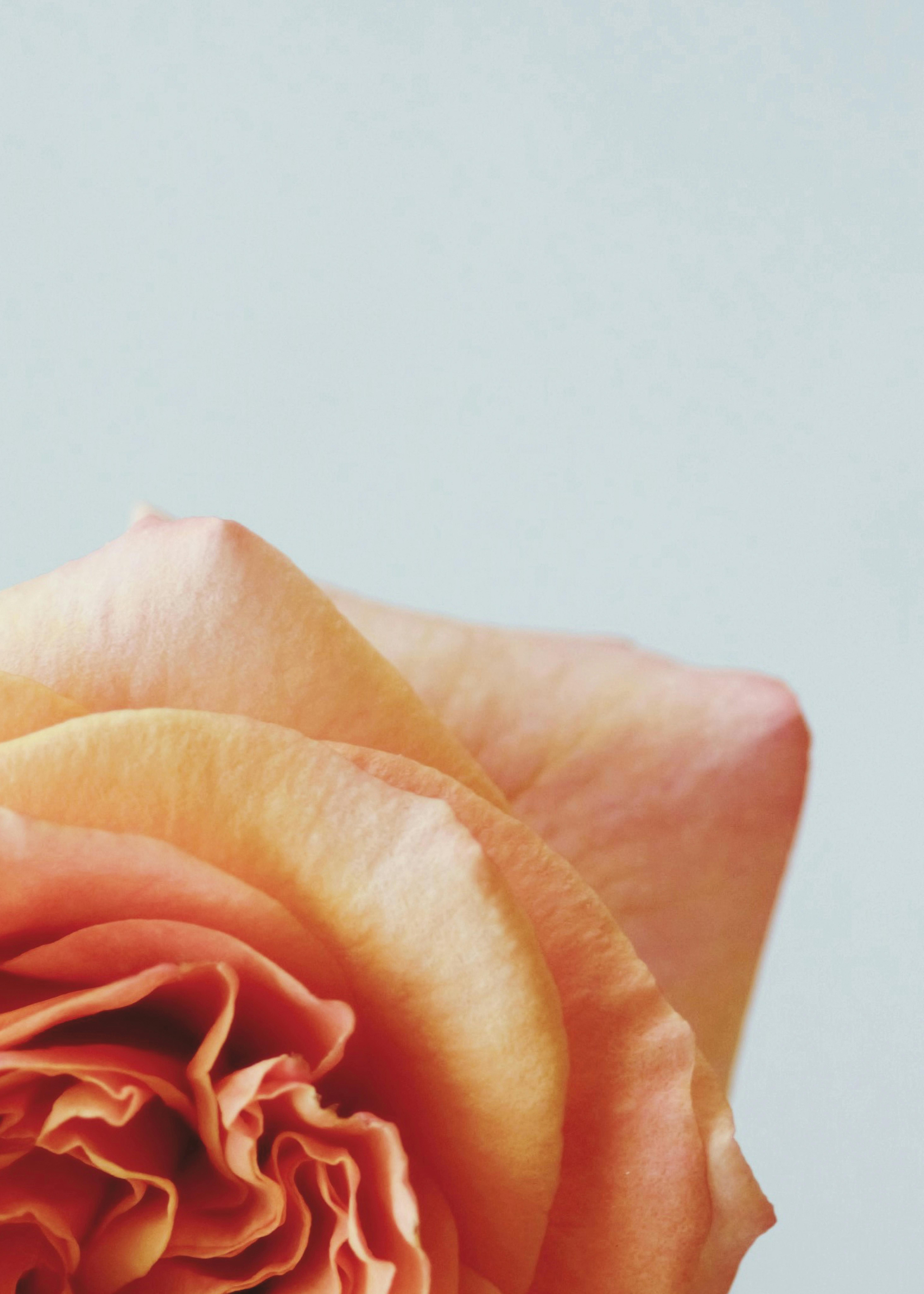 Beautiful close-up of an orange rose showcasing delicate petals against a soft background.