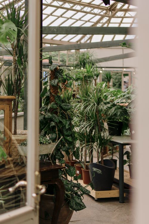 Free A vibrant indoor greenhouse filled with lush greenery and diverse plants. Stock Photo