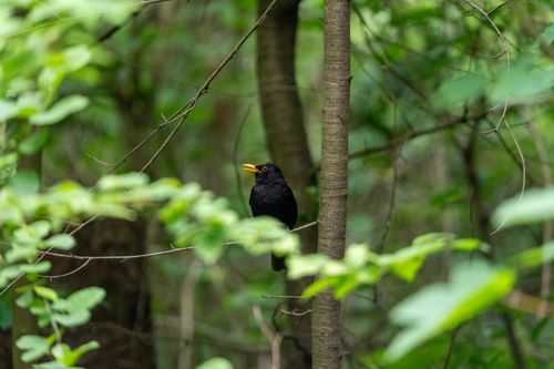 Free A solitary blackbird with yellow beak perched amidst lush green foliage in the forest. Stock Photo