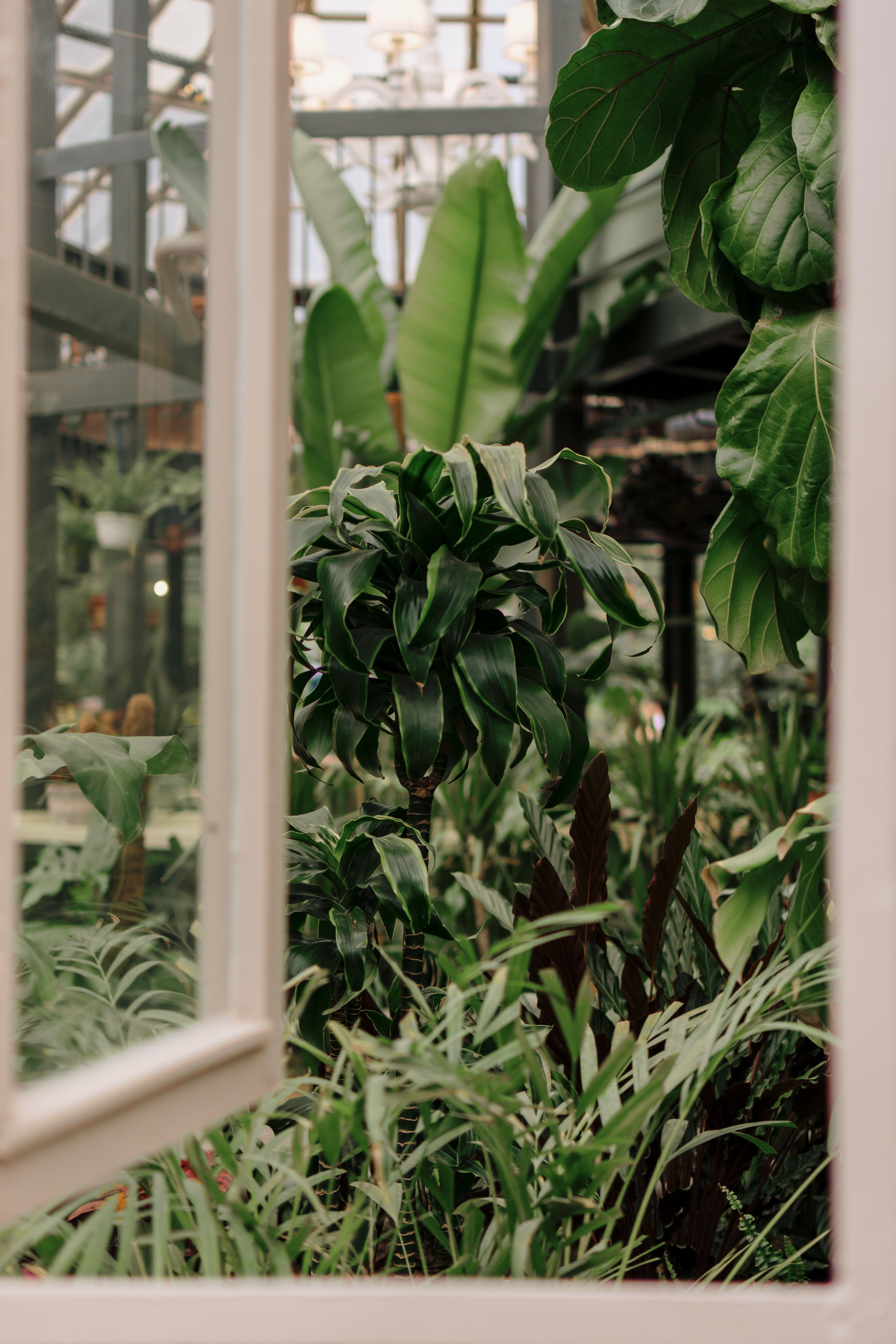 Lush Indoor Greenhouse with Tropical Plants · Free Stock Photo