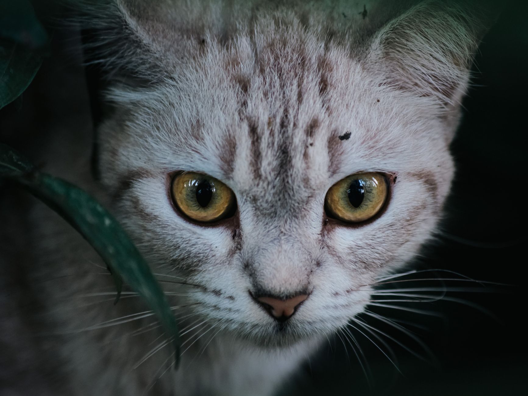 Portrait of a cat at a veterinary clinic