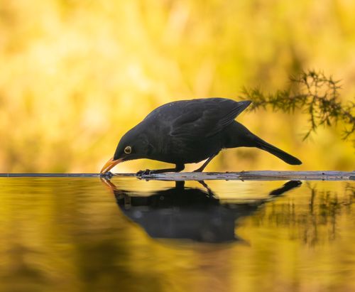 Free Close-up of a blackbird drinking from a tranquil pond with vibrant autumn reflections. Stock Photo