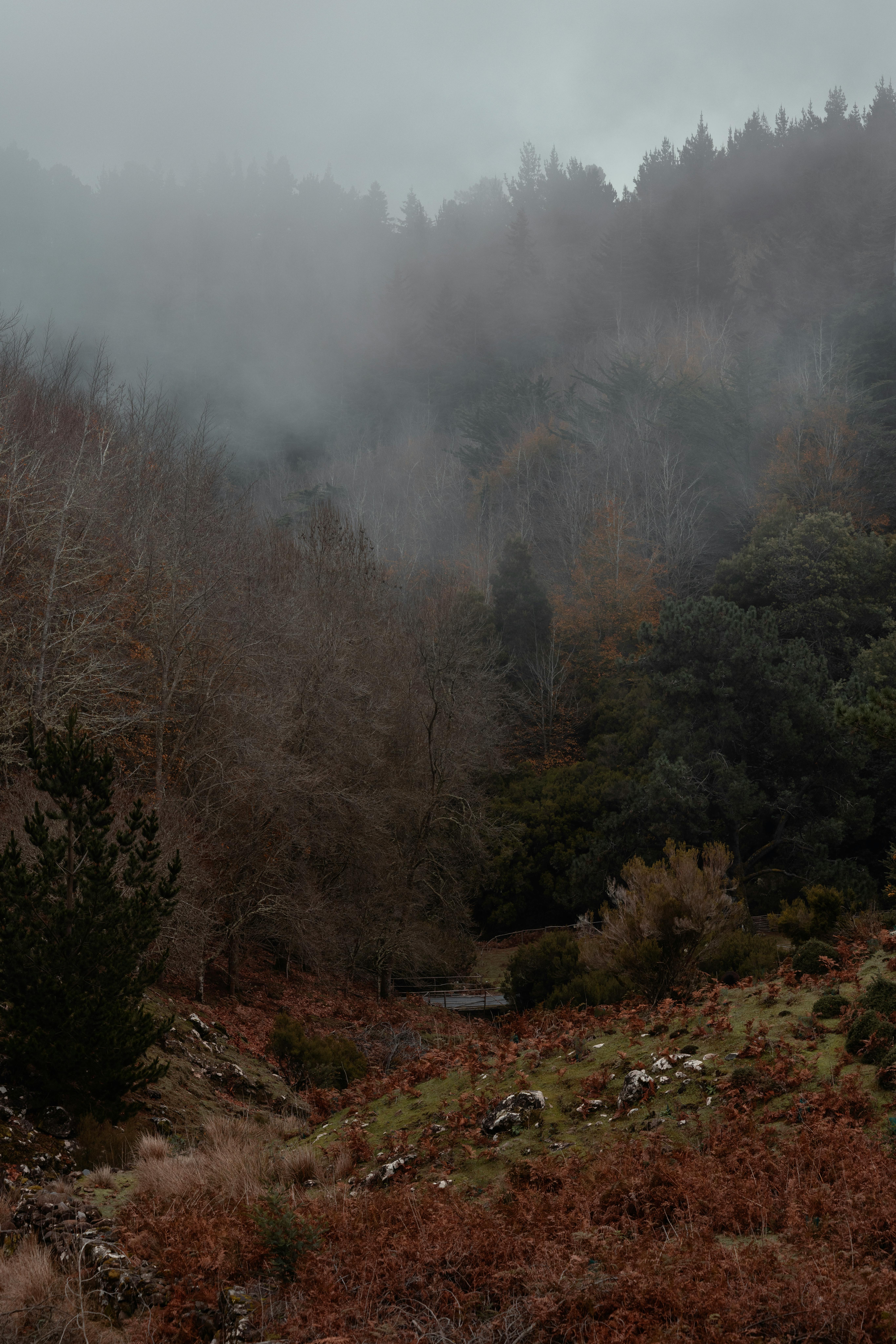 A scenic misty forest in Madeira, Portugal, showcases lush greenery and a mysterious atmosphere.