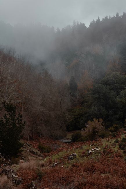 A scenic misty forest in Madeira, Portugal, showcases lush greenery and a mysterious atmosphere.